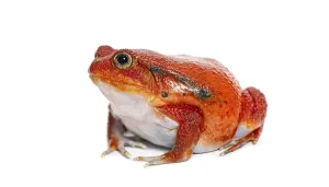 Looking At The Camera Portrait Prints: Madagascar tomato frog looking at the camera