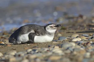 Deserted Water Bird Prints: Magellanic Penguin
