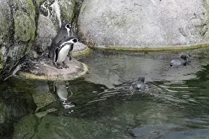 Prints of Magellanic penguins (Spheniscus magellanicus), Emmen Zoo, Netherlands Emmen Prints: Magellanic Penguins Print, Emmen Zoo, Netherlands