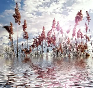 Empty Natural Environments Prints: Magic nature