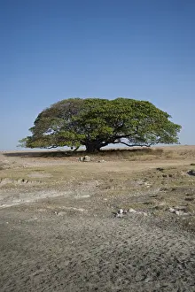 Ngorongoro Conservation Area Prints: Magic Tree, large Fig Tree (Ficus)