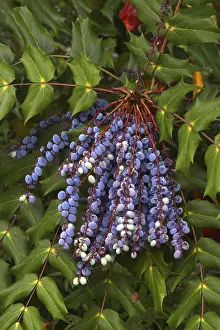 Empty Desert Scene Prints: Mahonia