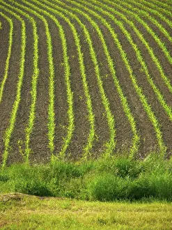 Agricultural Crop Landscape Prints: Maize field