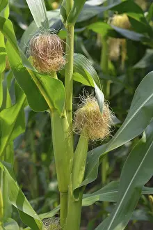 Maize Field Prints: Maize field, corn on the corn cob in a field