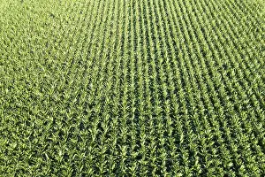Central European Farming Landscape Prints: Maize field Maize field drone shot in Stuttgart