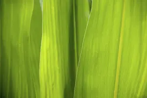 Cornfield Landscape Photo Prints: Maize leaves as background and texture, Germany