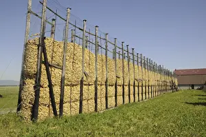 Agricultural Crop Harvests Prints: Maize, maize silo, corn drying