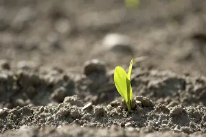 Daytime Agricultural Crop Prints: Maize shoot