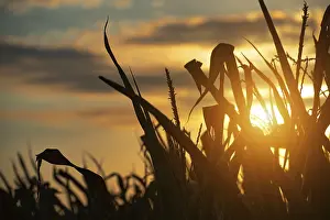 Evening Sun Photography Prints: Maize stalks on cloudy evening sky dramatic background during sunset