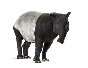 Tapirus Indicus Prints: Malayan tapir facing at the camera