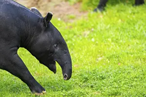 Prints of Malayan tapir (Tapirus indicus) walking on a meadow, captive, distribution Malaysia Tapir Prints: Malayan Tapir Print: Captive in Malaysian Meadow
