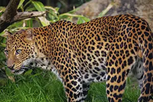 Leopard Portrait Prints: Male Javan leopard Panthera pardus melas of Java