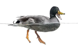 Mallard Duck Prints: Mallard quacking, floating on the water