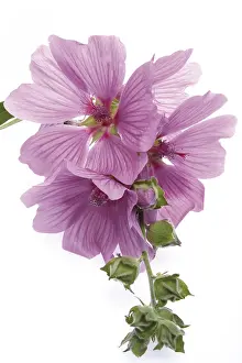 Malvaceae Family Plants Prints: Malve
