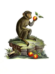 Historical Print of Barbary Macaque (Macaca sylvanus), 1860
