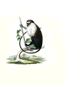 Vintage Styled Animal Illustrations Prints: Mammals, campbell's mona monkey (Cercopithecus campbelli)