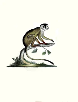 Historical Print of Dark Squirrel Monkey, 1860