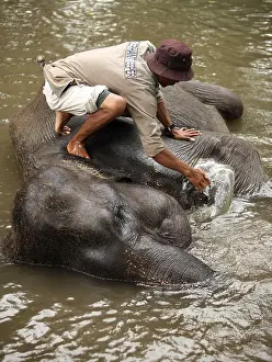 Wildlife Photography In Nature Prints: The man washes the elephant