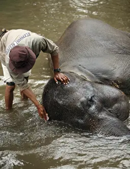Trunked Nosed Mammal Habitat Prints: The man washes the elephant
