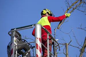 Tree Pruning Prints: Man on the work platform pruning trees