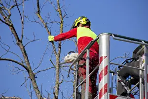Tree Pruning Prints: Man on the work platform pruning trees