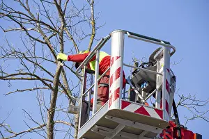 Tree Pruning Prints: Man on the work platform pruning trees