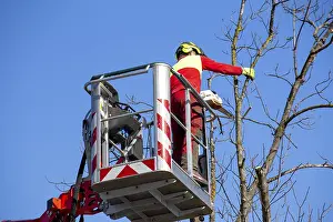 Tree Pruning Prints: Man on the work platform pruning trees