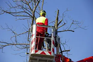 Tree Pruning Prints: Man on the work platform pruning trees