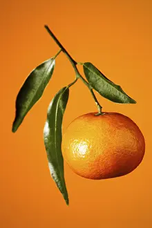 Balanced Diet Food Prints: Mandarin