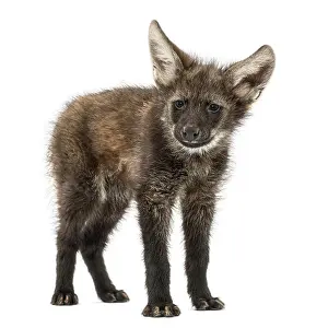 Predator Mammal Prints: Maned wolf cub standing, looking at the camera
