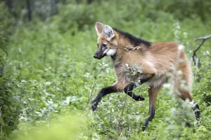 Prints of Maned wolf in the run Maned Wolf Prints: Maned Wolf in the Run Print