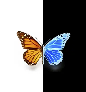 Orange Colored Lepidopteran Fauna Prints: Manipulated