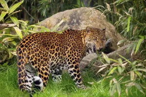 Indonesian Wildlife Prints: Mannlicher Javaleopard Panthera pardus melas von Java