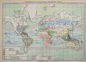 Digitally Restored Historical Maps Prints: Map of the Distribution of Important Lower Animals