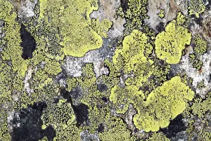 Prints of Map Lichen (Rhizocarpon geographicum), Hohe Tauern National Park, Salzburg, Austria Map Prints: Map Lichen (Rhizocarpon geographicum) Print, Hohe Tauern National Park
