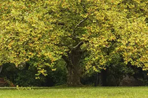 Deciduous Tree Foliage Prints: Maple (Acer) in autumn, Thuringia, Germany