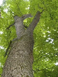 German Federal Republic Gardens Prints: Maple (Acer), frog perspective