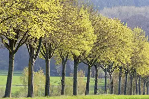 Tree Lined Road Germany Prints: Maple (Acer), tree row in spring