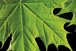 Maple Tree Leaves Prints: Maple leaf