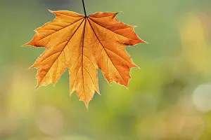 Autumn Colored Leaves Prints: Maple leaf (Acer)