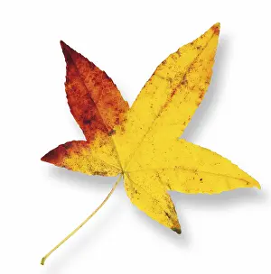 Autumn Color Prints: Maple leaf (Acer)