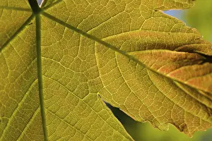Deciduous Tree Leaves Prints: Maple leaf from close up