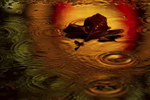 Colorful Autumn Foliage Prints: Maple leaf in a puddle in the rain with light reflection
