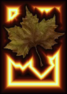 Deciduous Tree Leaves Prints: Maple leaf with shrill border