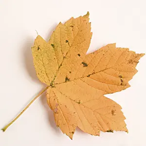 Deciduous Tree Leaves Prints: Maple leave