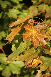 Colorful Nature Prints: Maple leave