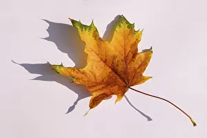 Autumn Color Prints: Maple leave