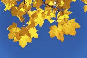 Maple Leaf Close Up Prints: Maple leaves in autumn