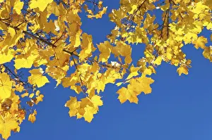 Maple Tree Leaves Prints: Maple leaves in autumn
