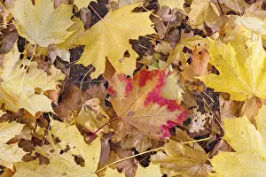 Deciduous Tree Europe Prints: Maple leaves, Germany